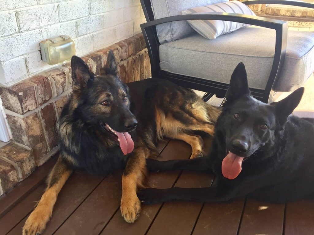 How to Train a Dog for Personal Protection | Pinnacle Protection Dogs